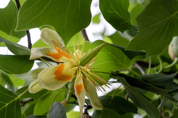 Obraz premium Tulip tree with blooming tulip-like flowers and green deciduous foliage