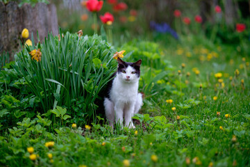 A cat in the green grass in nature