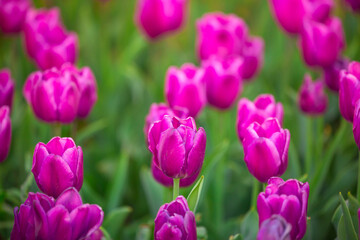 Blooming Tulips. Spring floral background. Field of bright beautiful tulips close-up. Pink and purple tulips at a flower festival in Holland. long banner