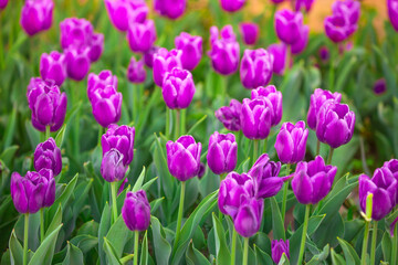 Blooming Tulips. Spring floral background. Field of bright beautiful tulips close-up. Pink and purple tulips at a flower festival in Holland. long banner