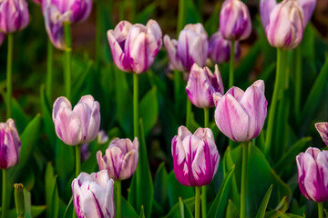 Blooming Tulips. Spring floral background. Field of bright beautiful tulips close-up. Pink and purple tulips at a flower festival in Holland. long banner