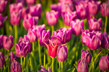 Blooming Tulips. Spring floral background. Field of bright beautiful tulips close-up. Pink and purple tulips at a flower festival in Holland. long banner