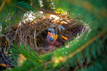 Nestlings in the nest newborns only hatched crying ask to eat, as the concept of spring and new life