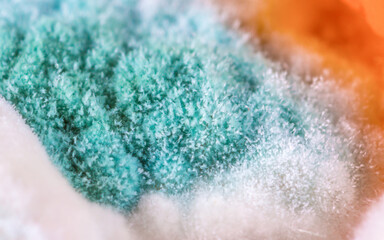 Mold close-up macro. Moldy fungus on food. Fluffy spores mold as a background or texture. Mold fungus. Abstract background with copy space.