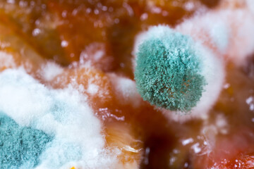 Mold close-up macro. Moldy fungus on food. Fluffy spores mold as a background or texture. Mold fungus. Abstract background with copy space.
