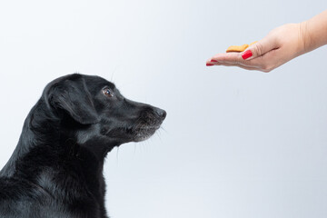 cachorro preto pedindo petisco