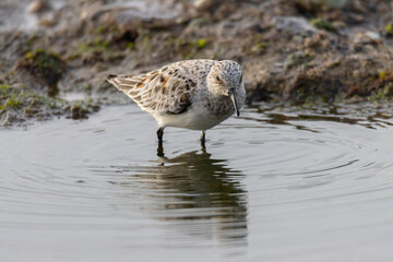 Sandpiper on a beach at sunset