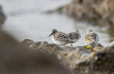 Sandpiper on a beach at sunset