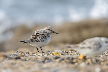 Sandpiper on a beach at sunset
