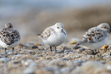 Sandpiper on a beach at sunset
