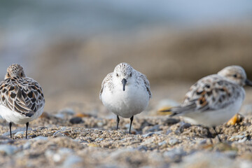 Sandpiper on a beach at sunset