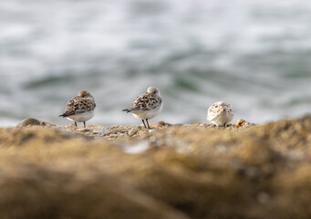 Sandpiper on a beach at sunset