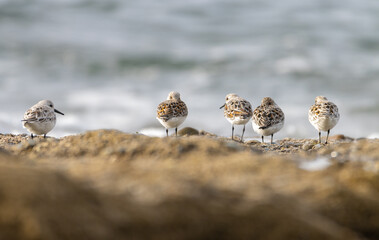 Sandpiper on a beach at sunset