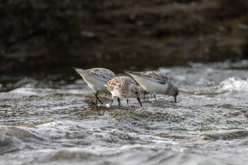 Sandpiper on a beach at sunset