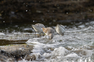Sandpiper on a beach at sunset
