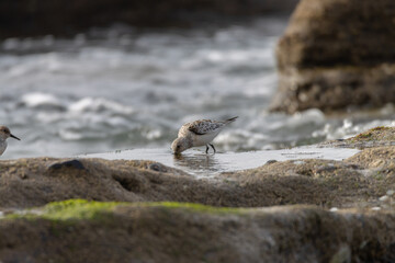 Sandpiper on a beach at sunset