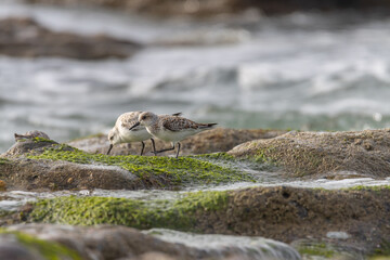 Sandpiper on a beach at sunset