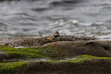 Sandpiper on a beach at sunset
