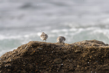 Sandpiper on a beach at sunset