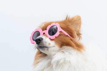 retrato de spitz com óculos rosa em fundo branco