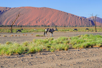 Oryx antelope in the Namib desert / Oryx antelope in the Namib Desert, Namibia, Africa.