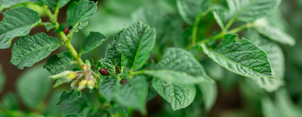 The larva of the Colorado potato beetle eats potato leaves. Vegetable garden, agriculture, rural, business