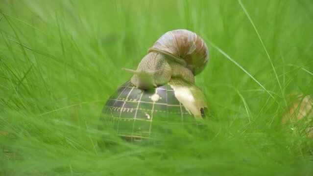 Ecological concept. In the grass there is a globe on which the snail moves.
