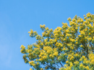 Bright yellow mimosa flowers blossomed on a green spring tree against a blue sky. Soft focus. A little noise in the sky