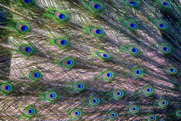 Obraz premium peacock tail, background of peacock feathers, macro photography