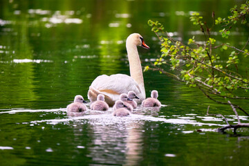 Swan ans Kids