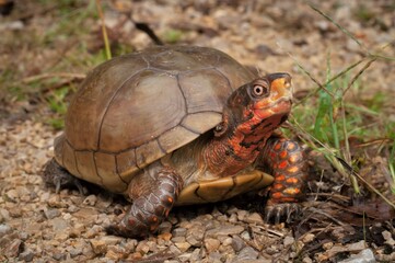 Male Three-toed Box turtle macro portrait 