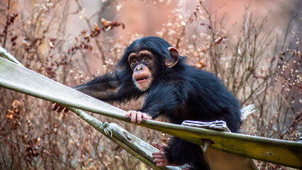 Female baby chimpanzee playing at the zoo in St. Louis, MO - obrazy, fototapety, plakaty
