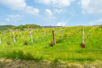 Gorgeous grape vineyard in spring