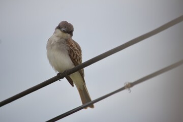 Bird on wire 2