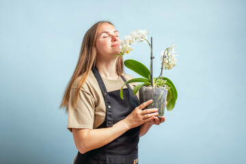 Brunette gardener woman in an apron smelling orchid in pot on blue background
