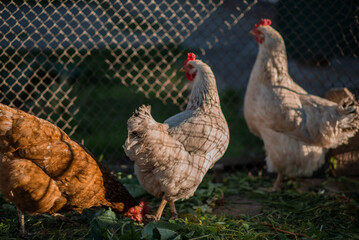Chickens on a farm with a blurred background in the rays of the setting sun