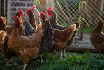 Chickens on a farm with a blurred background in the rays of the setting sun
