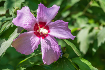 Pink flowers of Hibiscus moscheutos plant close-up. Hibiscus moscheutos, swamp hibiscus,