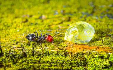 The ant in the forest on a board covered with green moss found and caught a aphid, a predator...