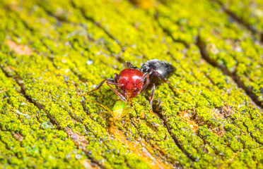 The ant in the forest on a board covered with green moss found and caught a aphid, a predator hunter and prey, a beautiful bright color with a copy space