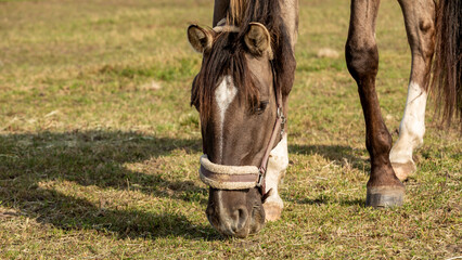 Horse eating hay from the ground grass on a paddock. Grullo coat color Lusitano breed horse...