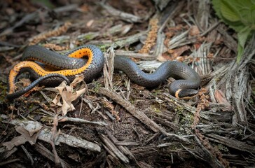 Northern Ringneck snake macro portrait 