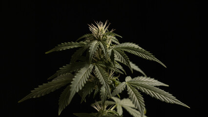 Cannabis plant. Growing cannabis. Science harvest marijuana cannabis plants in science lab for making medicine and herb product. Marijuana canabis on field.