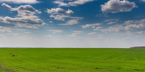 Landscape with a view of the endless green field of grass and deep sky.Beautiful spring rural...