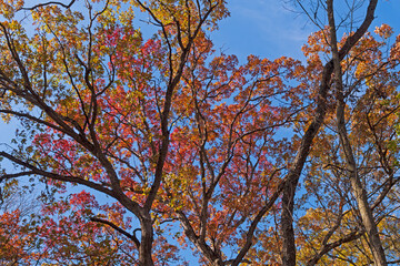 Colorful Leaves High in the Canopy