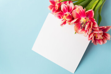 Creative spring composition of tulips with pastel blue paper and white sheet for inscription. Minimal flat lay concept. Ready postcard, banner.