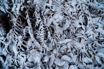 the brown leaves of the trees have fallen to the ground and frozen white forming an interesting pattern
