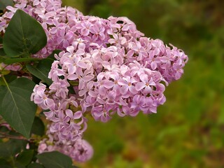 pink lilac in the garden