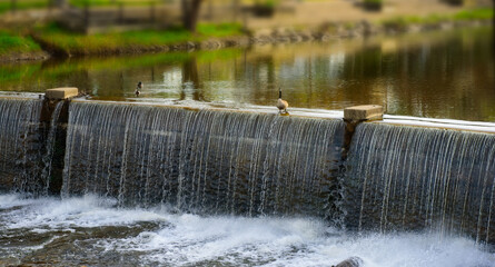 Lone goose on the spillway