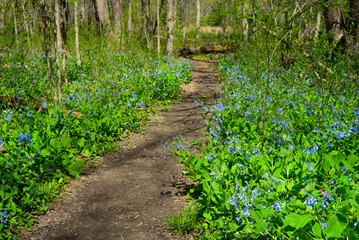 Path thru bluebells blooming in a woodland